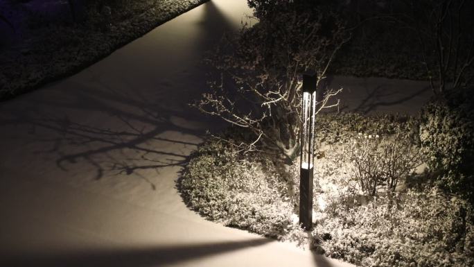 下雪植物落满雪（2K）