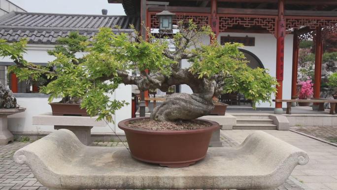 中国古典园林老桩盆景艺术，唯美大气