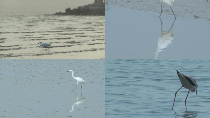 深圳湾鸟类自然保护区鸟类视频