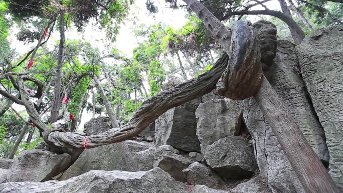 文峰山小泰山古老怪异藤蔓缠绕奇观