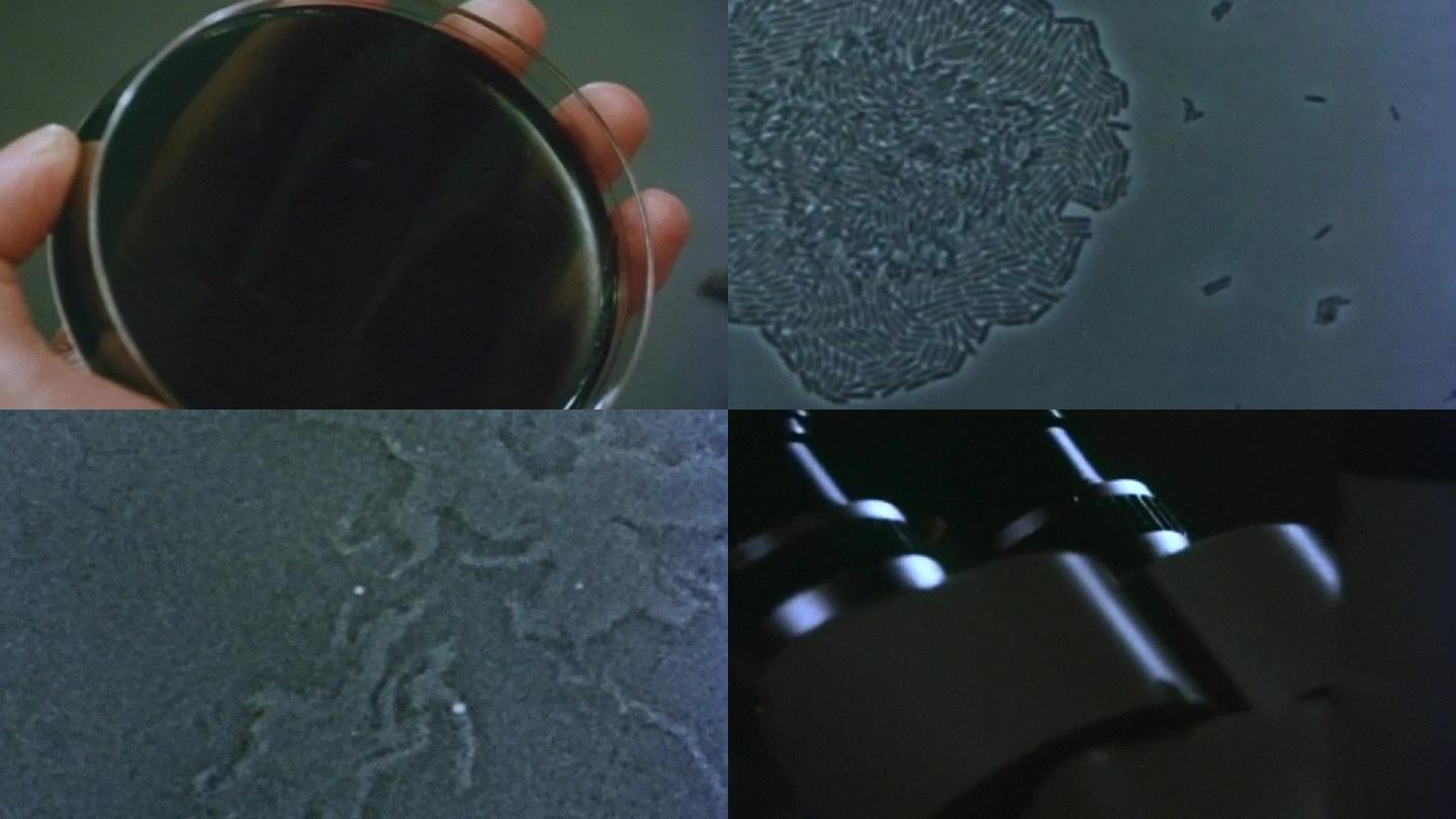 80年代医科大学学院培养皿细菌显微镜