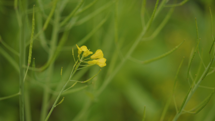 春天花田油菜花实拍空境4k素材