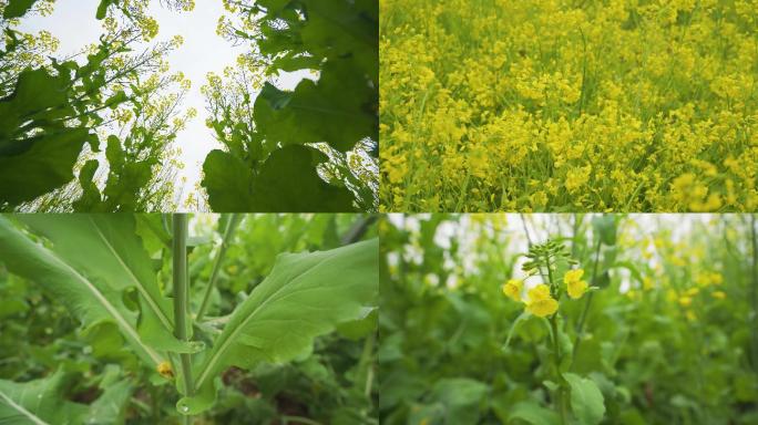 春天花田油菜花实拍空境4k素材