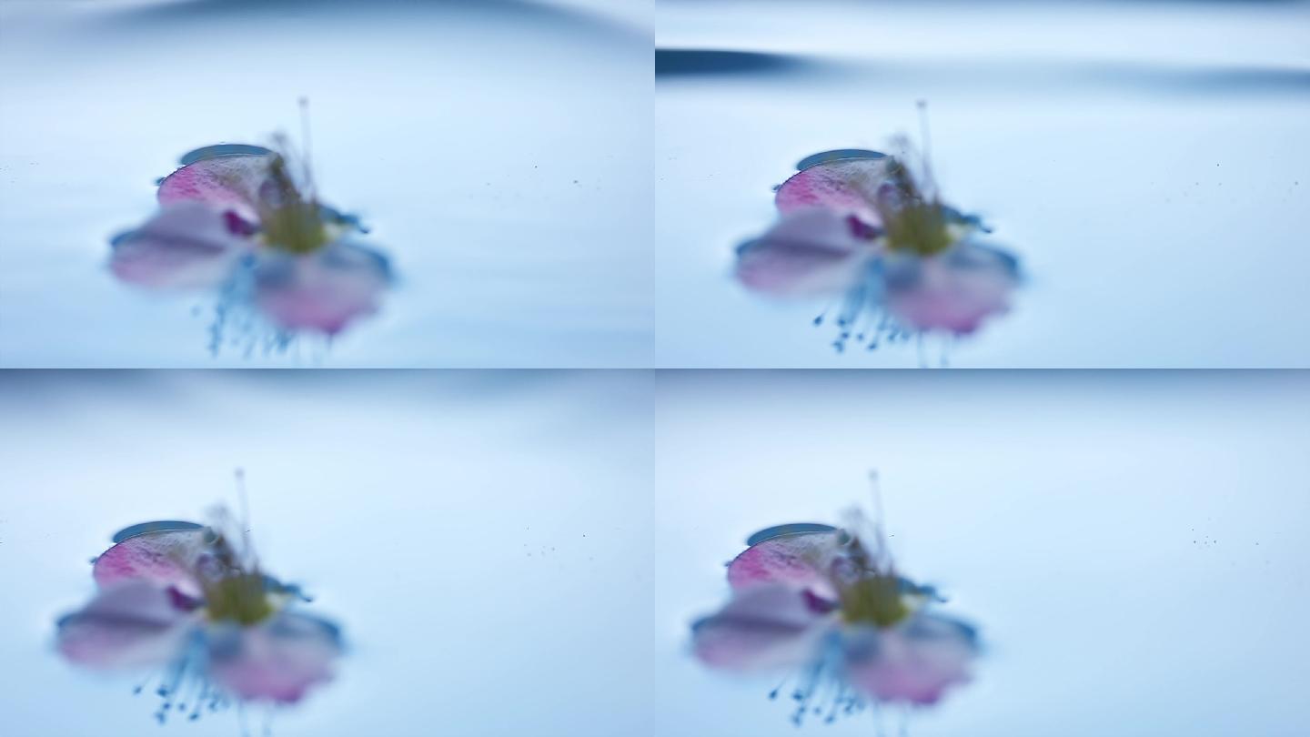 落在水面的花朵