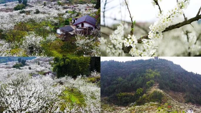 重庆渝北印盒李花生态旅游区航拍宣传片