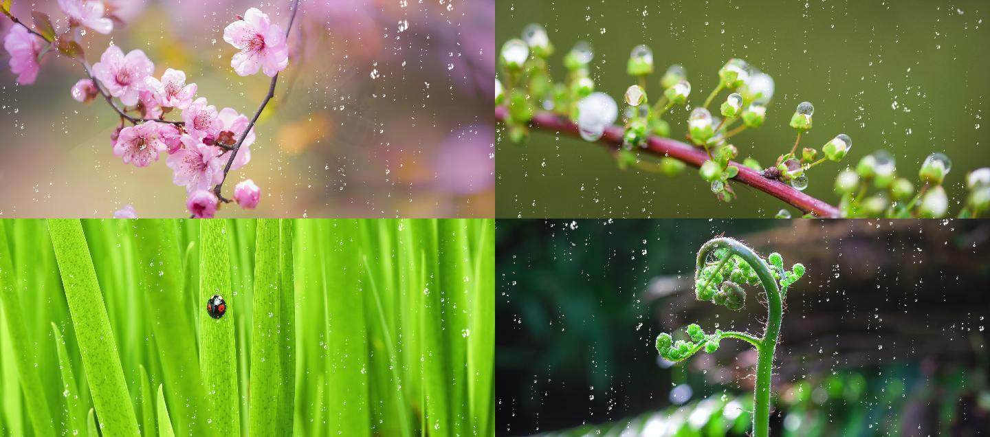 唯美清明惊蛰雨水视频素材