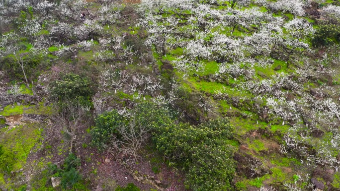 重庆合川江北村李花航拍素材