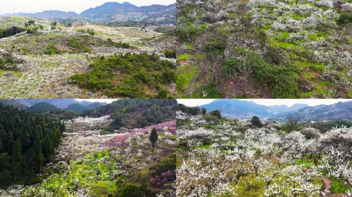 重庆合川江北村李花航拍素材