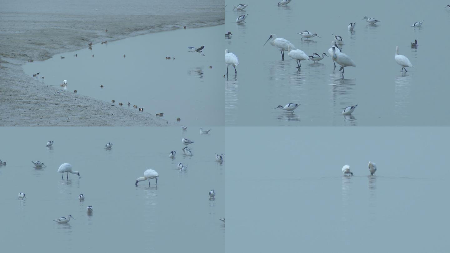 深圳湾鸟类自然保护区鸟类视频