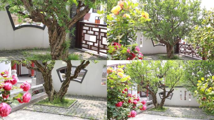 最美江南园林框景艺术几棵老石榴树