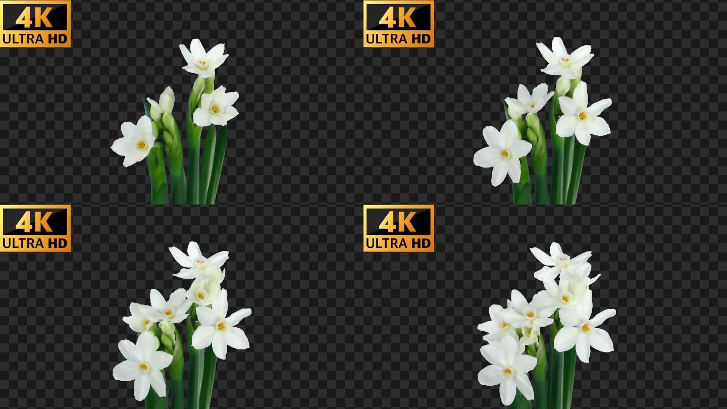 4k 白水仙开花 延时实拍 视频素材包下载 编号 影视包装 Vj师网www Vjshi Com 4k 白水仙开花 延时实拍 视频素材包下载 编号 影视包装 Vj师网www Vjshi Com