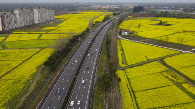 穿行在油菜花里的高速公路航拍成都油菜花