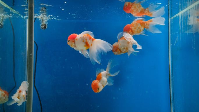 中国传统品种金鱼玻璃水缸中游弋