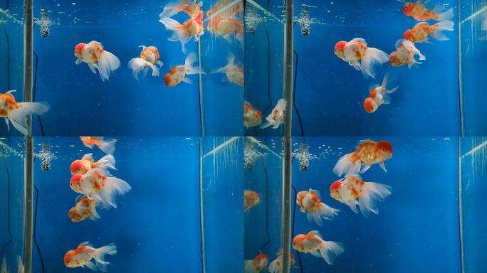 中国传统品种金鱼玻璃水缸中游弋