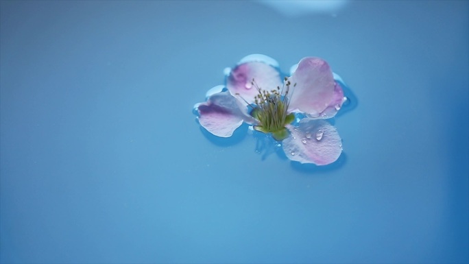 花朵落在水面激起涟漪