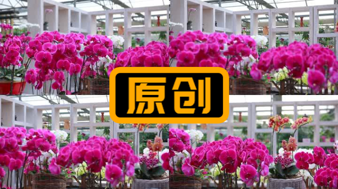 兰花盆栽花艺实景