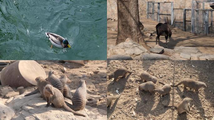 北京动物园鸭子南非长角羚细尾獴