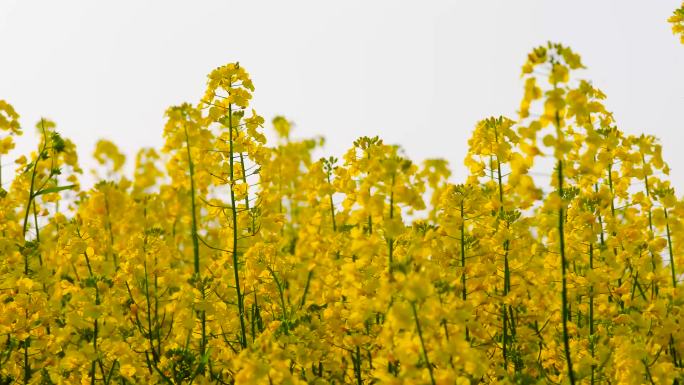 油菜花——追焦、平移5