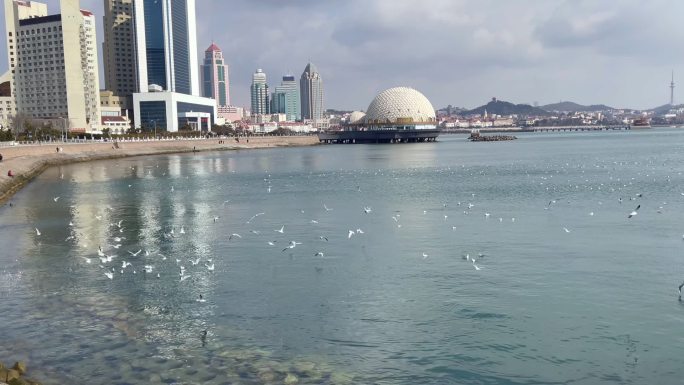 青岛栈桥的海鸥