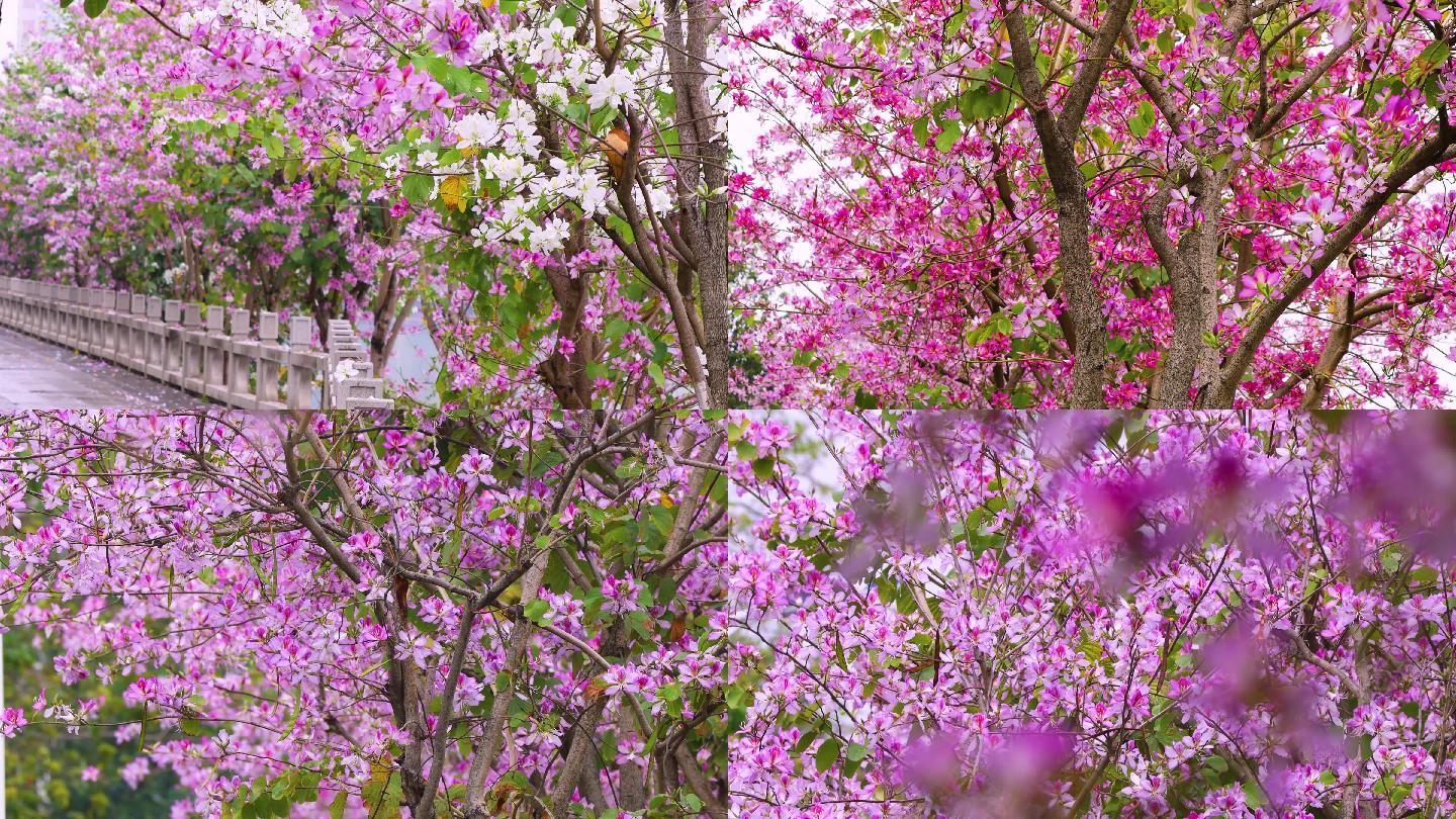 春季唯美紫荆花4k