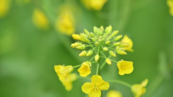 油菜花特写