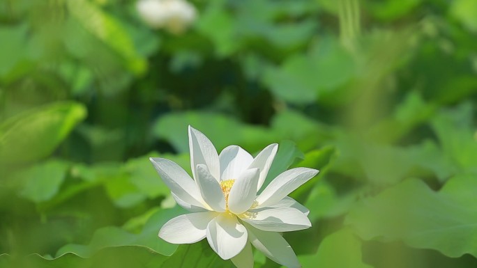 湿地荷花池塘