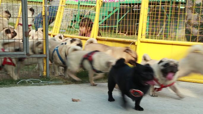 宠物狗狗巴哥玩耍奔跑高清视频