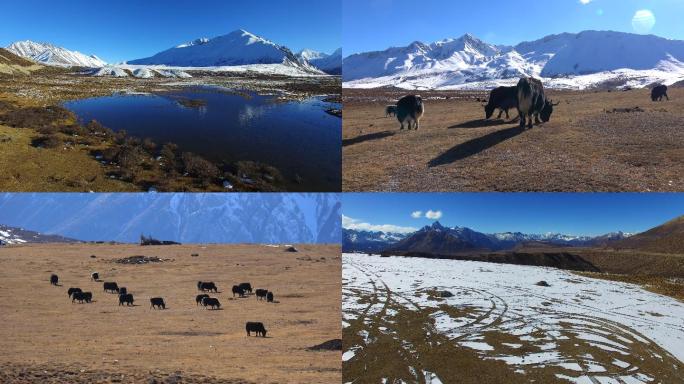 西藏八宿县然乌湖冬季高山牧场