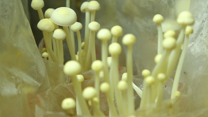 食用菌种植金针菇蘑菇