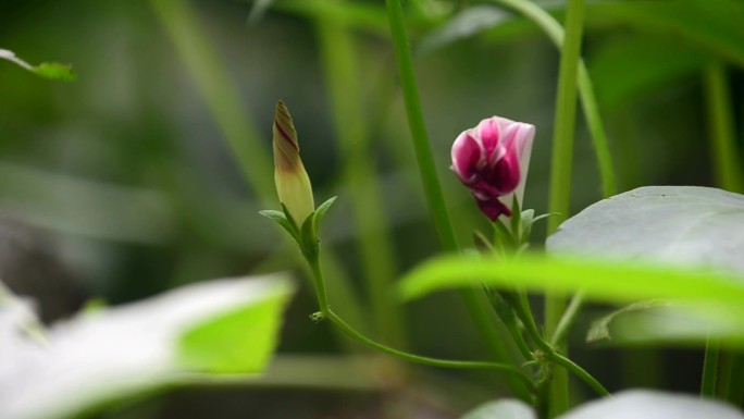 牵牛花含苞待放