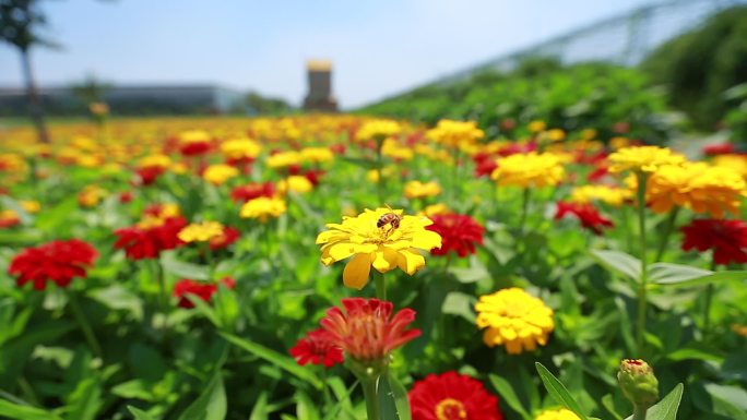 田园花海小黄花