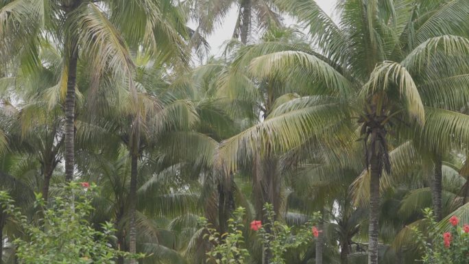 海南文昌椰子大观园实景，椰子王国