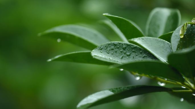 春天雨中的植物花朵树叶4k视频素材