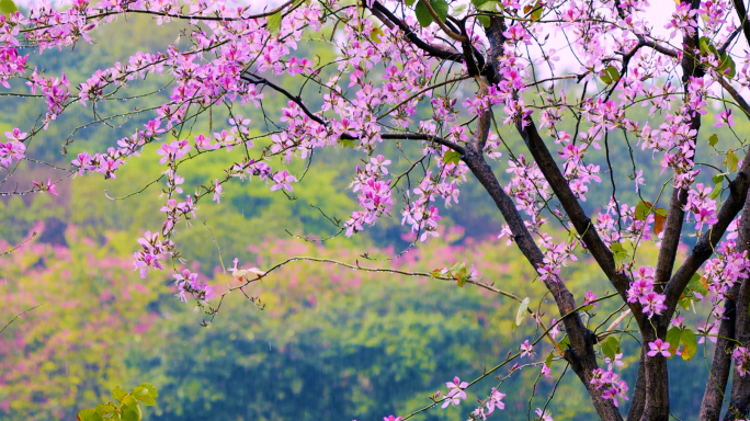 雨中花瓣飘落伤感唯美4k