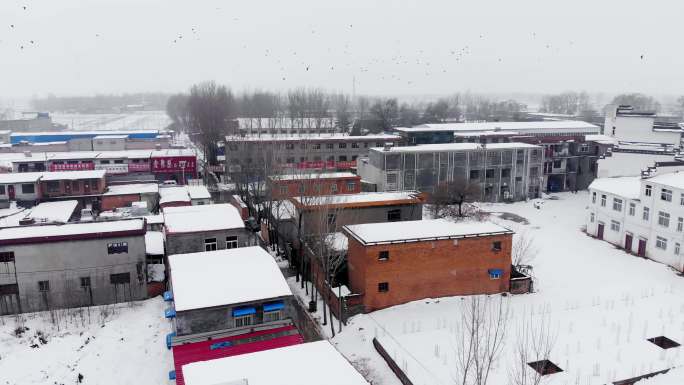 雪后鸟群飞过房顶丨4K丨原创实拍