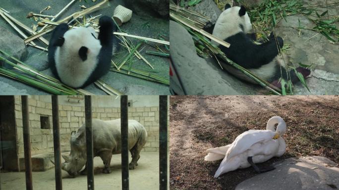 北京动物园熊猫犀牛天鹅马来貘