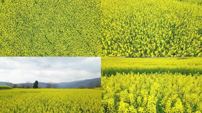 4K唯美油菜花菜地花海