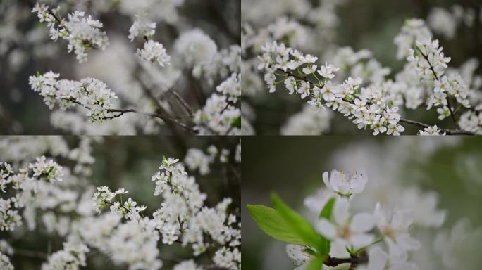 春暖花开李花绽放视频素材