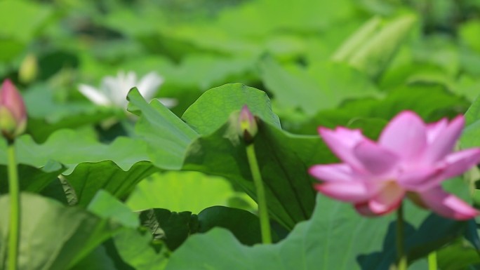 湿地荷花池塘