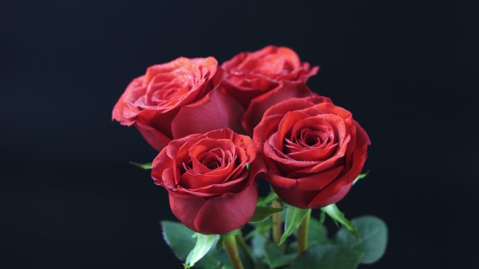 4K微距镜头下鲜艳的红玫瑰特写