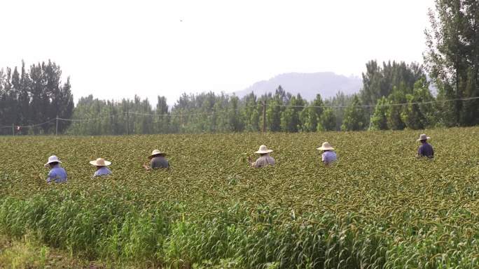 小米收割种植丰收谷子