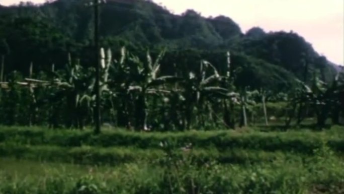 台湾热带海岛乡村植物树木风光