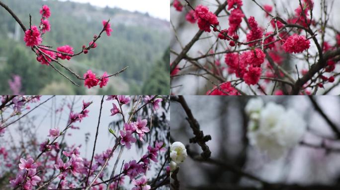 桃花树花开季节