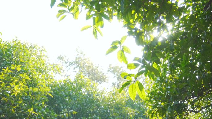 炙热、耀眼阳光、炎炎夏日