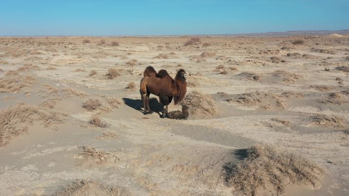 敦煌瓜洲戈壁无人区骆驼航拍4k
