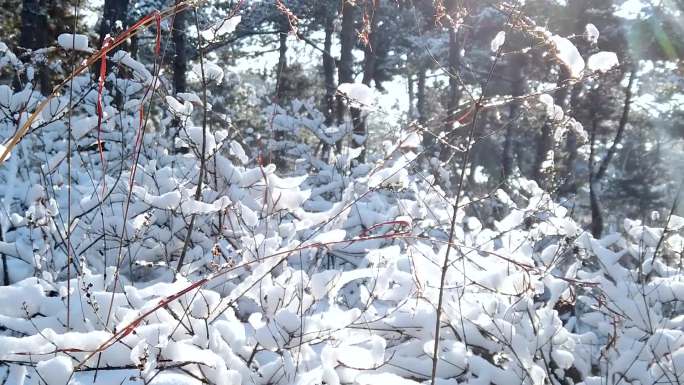 雪后的马尾松林