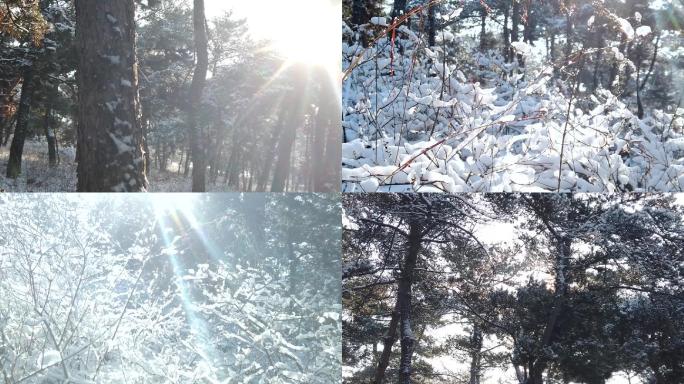 雪后的马尾松林