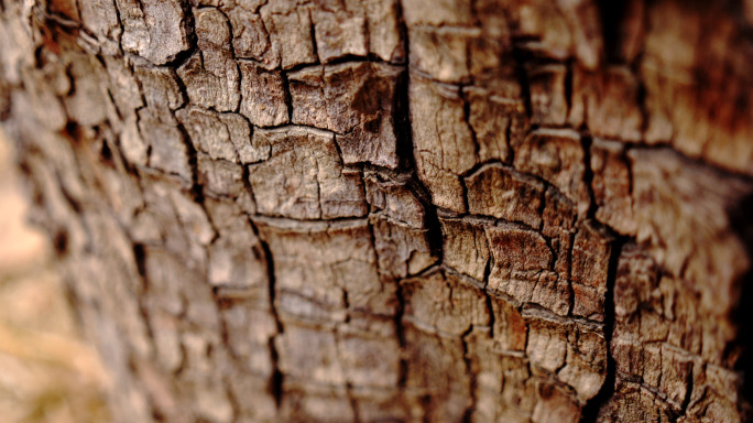 树皮-年轮-老树皮-年代久远-沧桑的树