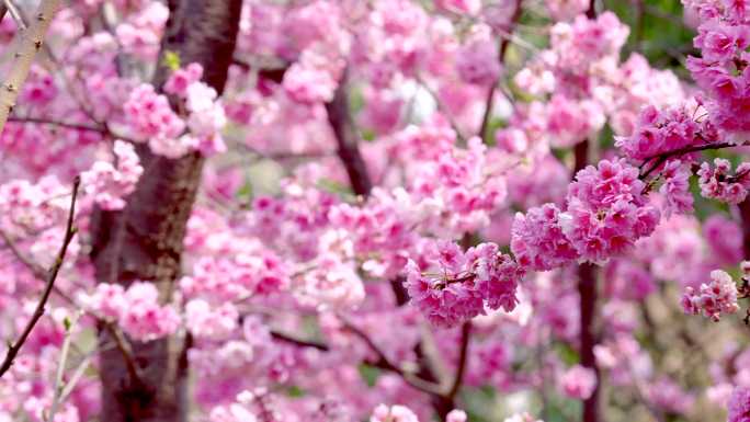 4k昆明动物园圆通山樱花