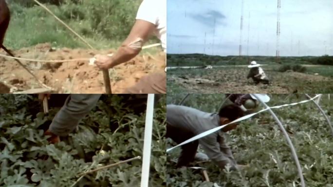 80年代农田种植西瓜新品种育苗
